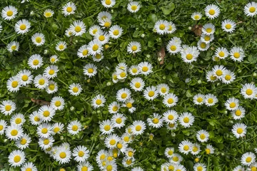 Cercles muraux Marguerites  Detailed view at white and yellow blooming Common Daisy or Bellis perennis in their natural habitat.  Lawn Daisies or English Daises full frame background