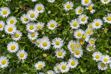  Detailed view at white and yellow blooming Common Daisy or Bellis perennis in their natural habitat.  Lawn Daisies or English Daises full frame background