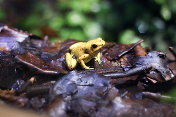 yellow frog