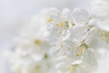 Cherry tree blossom big close up. White cherry flower macro.