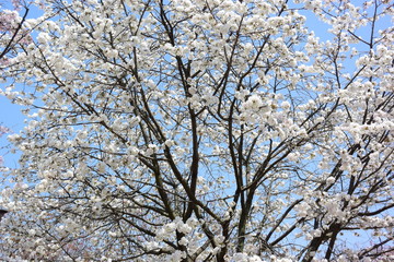Obraz premium 兼六園菊桜（ケンロクエン キクザクラ）