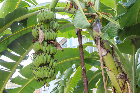 The banana tree has a bunch of bananas with fresh green leaves in the banana garden.