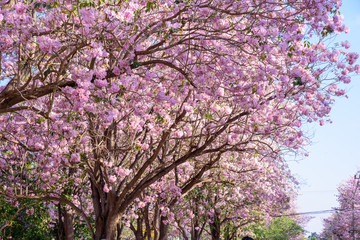 Pink Tecoma flower in the park