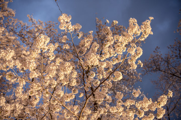 Cherry blossom night view at Kyoto Botanical Gardens