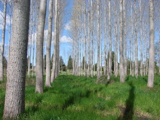 foret peupiler