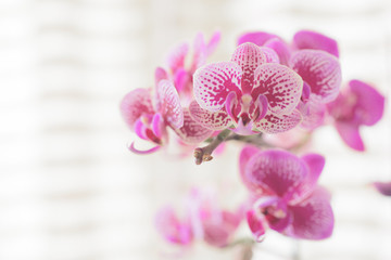 Fototapeta na wymiar  Beauty orchid flowers on white background