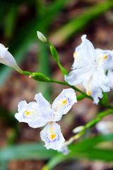 Beautiful fringed iris blooms