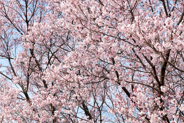Cherry blossom season, Tokyo Japan