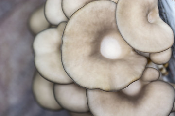 Domestic cultivation of oyster mushroom.