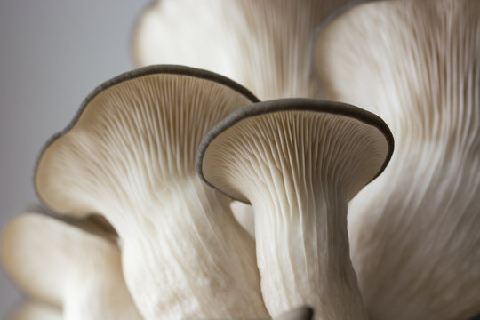 Domestic cultivation of oyster mushroom.