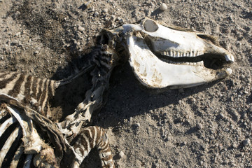 Dead zebra.