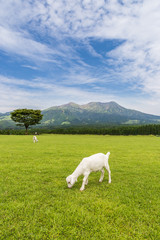 Goats eat grass in a farm near Aso mountain in Kumamoto, Japan