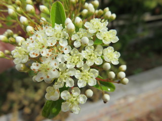 Fiore dell'Agazzino (Pyracantha)