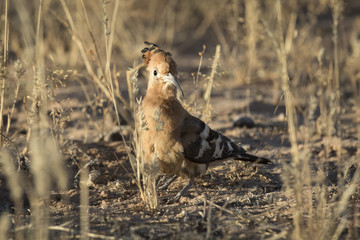 African Hoopoe.