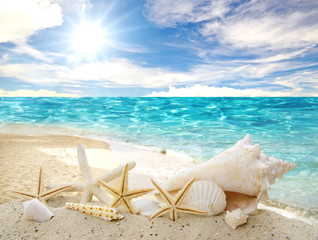 Naklejki  Karaiby: muszle i rozgwiazdy przed morzem, plażą i błękitnym niebem :)