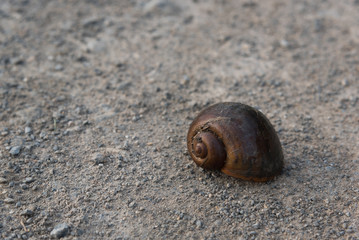 Apple snail, Pilla ampullacea