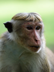 Ceylon-Hutaffe - Toque Macaque