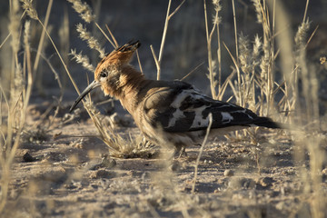 African Hoopoe.