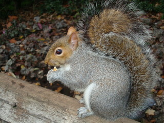 Naklejka na ściany i meble Squirrel gnaws nuts