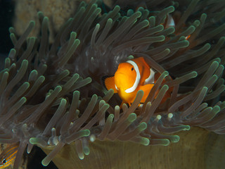 Naklejka na ściany i meble Amphiprion Ocellaris Clownfish In Marine