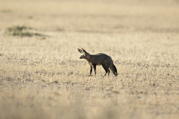 Bat Eared Fox.