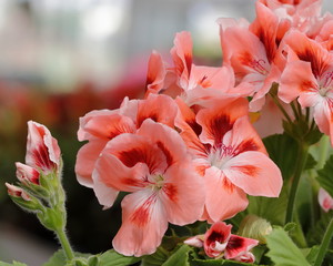 geranium nacranta
