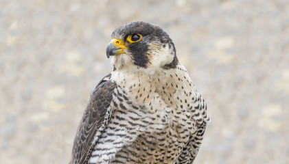 Portrait of a sitting falcon