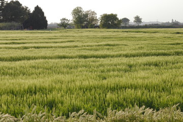 Cultivated field