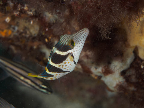 Black Saddled Toby (Canthigaster valentini) at a tropical coral reef
