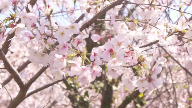 風にそよぐ満開の桜
