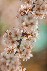 Fototapeta premium Close up of spring blossom in orchard; selective focus; no people; 
