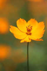 キバナコスモス