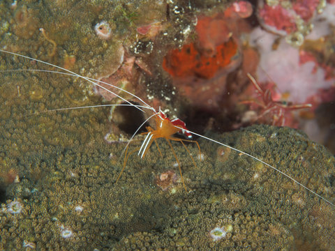 White-striped cleaner shrimps in front of their burrow in Philippines