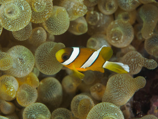 Yellow Clownfish close-up