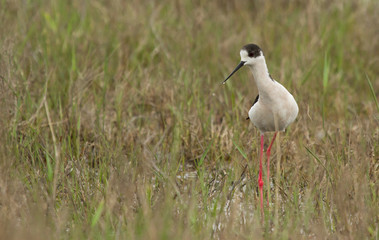 Black-winged stilt (Himantopus himantopus) in the grass, Republic of Kalmykia, Russia