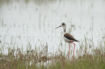 Black-winged stilt (Himantopus himantopus) on the coast, Republic of Kalmykia, Russia