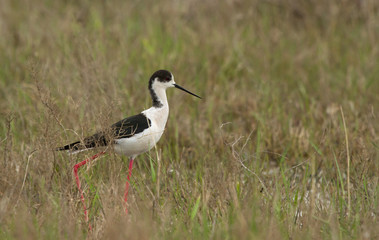 Black-winged stilt (Himantopus himantopus) in the grass, Republic of Kalmykia, Russia