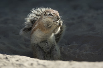 African Ground Squirrel.