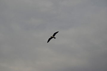 Fototapeta na wymiar Flying bird in sky