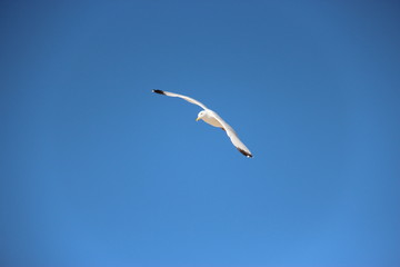 Mouette