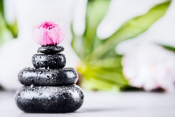Obraz na płótnie Canvas Spa or wellness background with stack of hot stones with water drops for massage and pink flower, front view