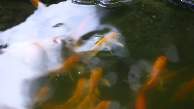 chinese pond with floating fish and stones