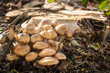  Group of mushrooms in the wood near a trunk of tree