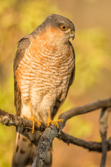 European Sparrowhawk
