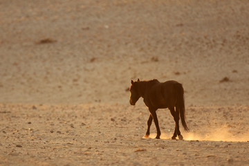 Wild Namibian Desert Horse.