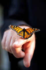 Monarch butterfly resting on human hand