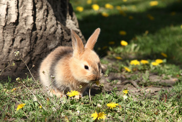 Cute little rabbit bunny is eating  dandelion flower