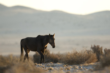 Wild Namibian Desert Horse.