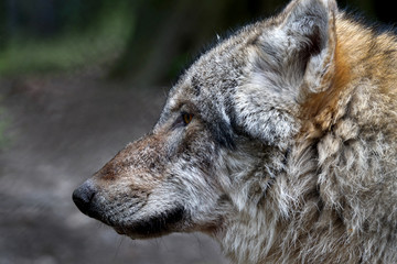 Old wolve