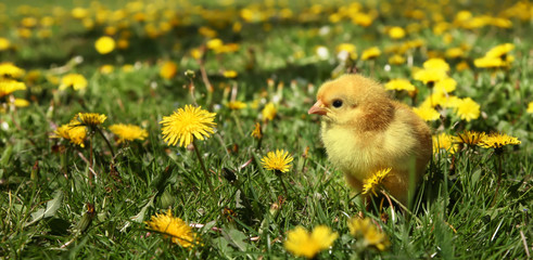 Cute yellow chick in colorful dandelion meadow